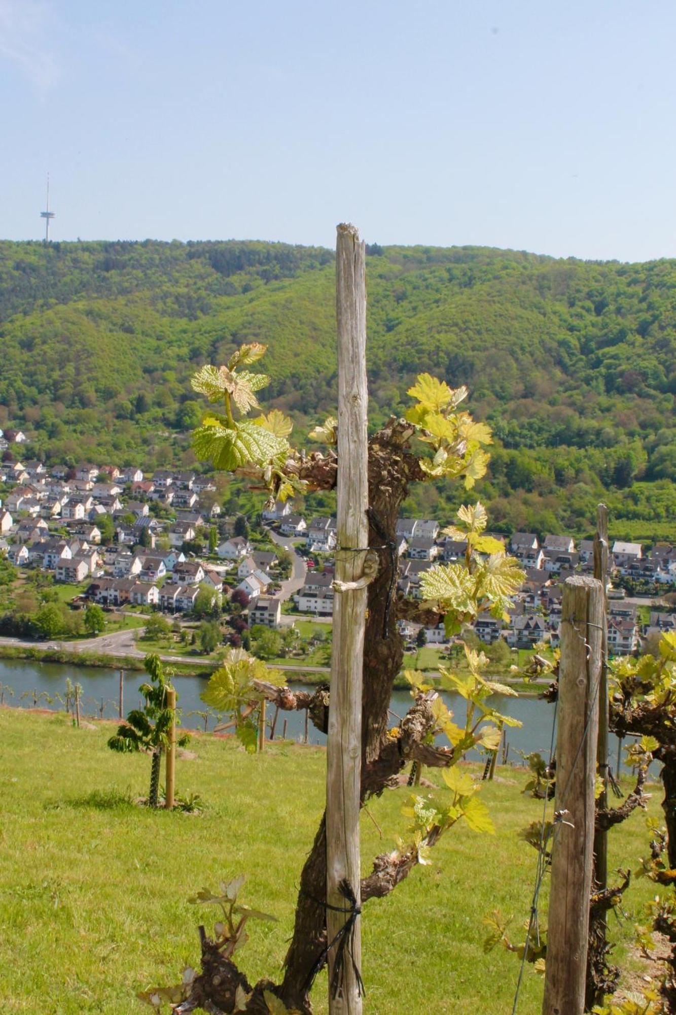 Ferienwohnung Auf Der Moselhoehe - Naehe Koblenz Und Cochem Dieblich Extérieur photo